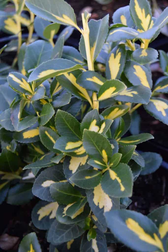 Euonymus fortunei Blondy ---
